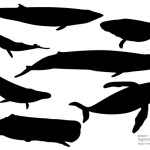 クジラのシルエット素材
